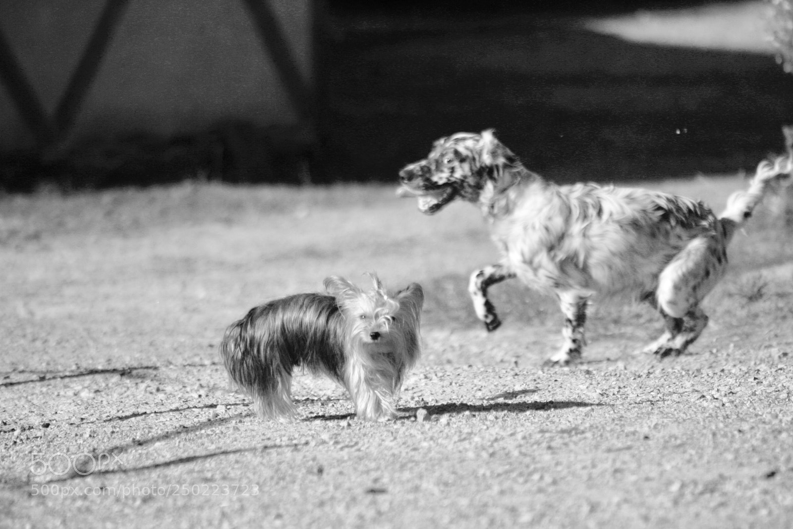 Canon EOS-1D Mark II sample photo. Instantkarma photography