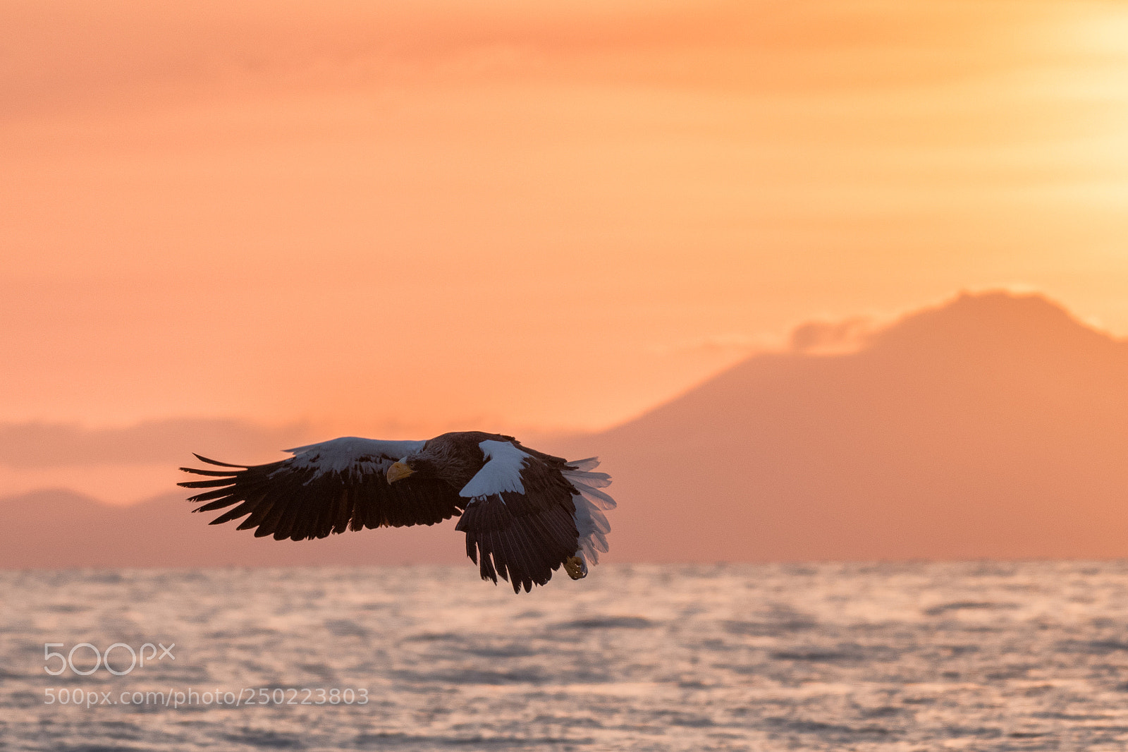 Nikon D500 sample photo. Morning flight photography