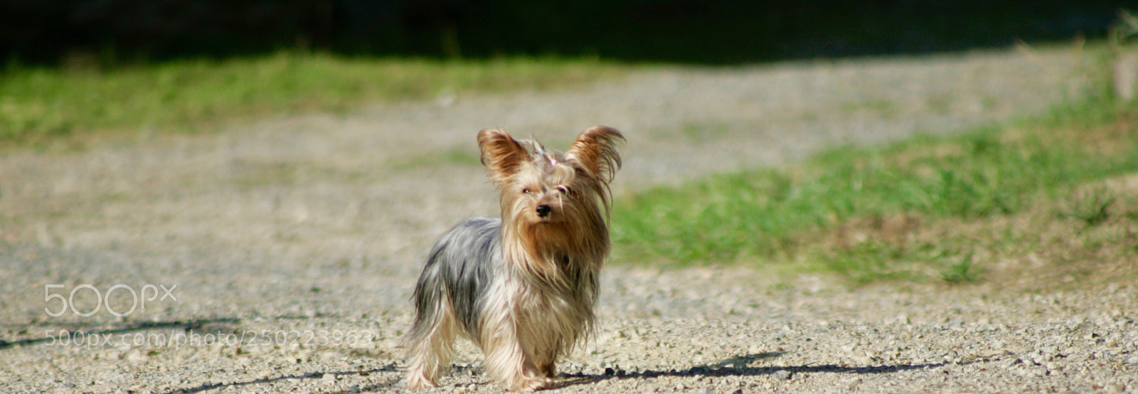 Canon EOS-1D Mark II sample photo. Farm guard photography