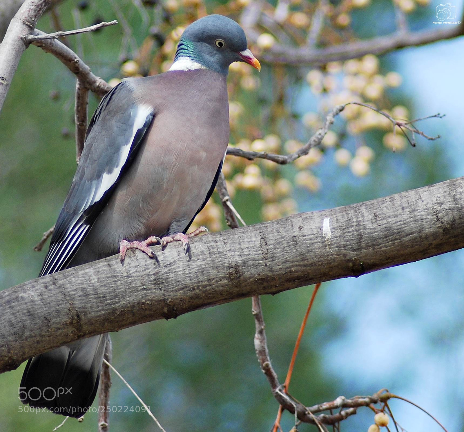 Nikon D60 sample photo. Untitled photography