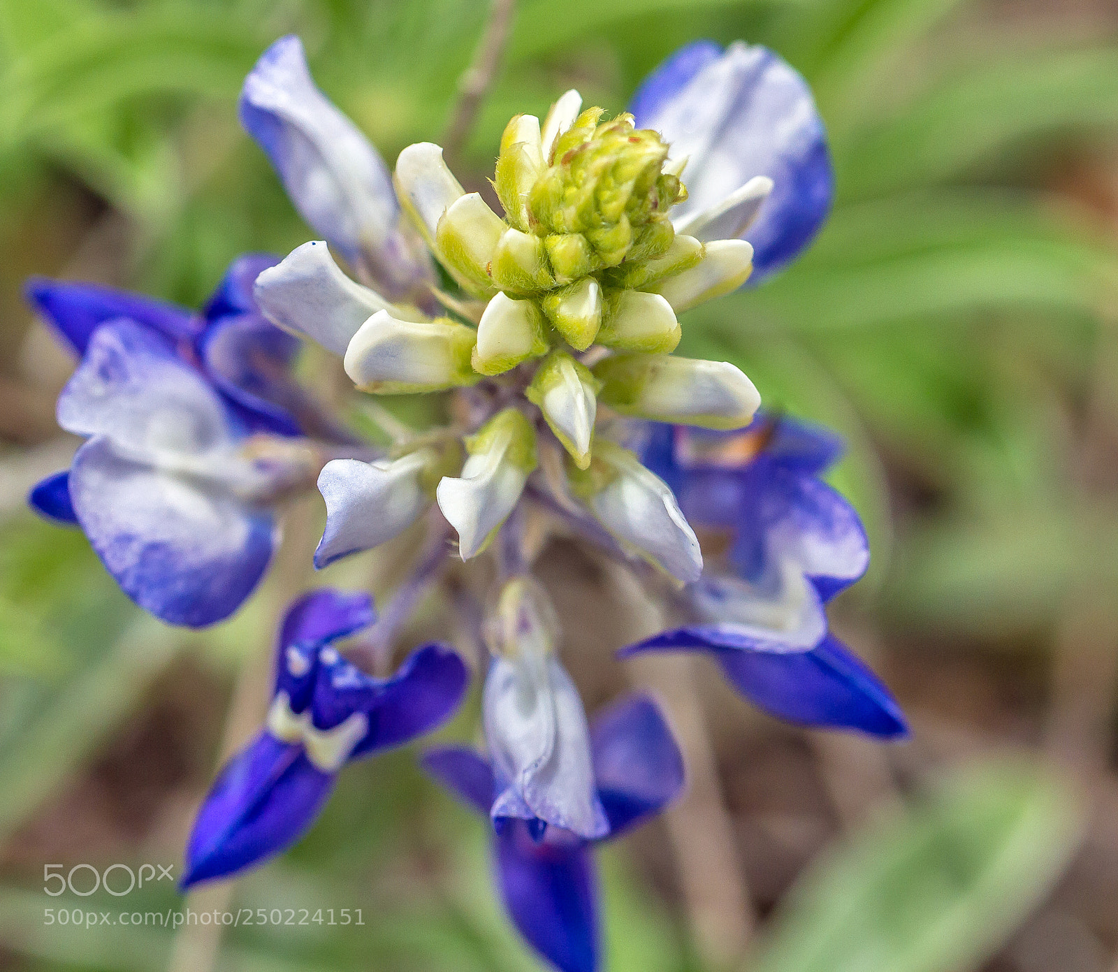 Canon EOS 7D sample photo. Blue bonnet photography
