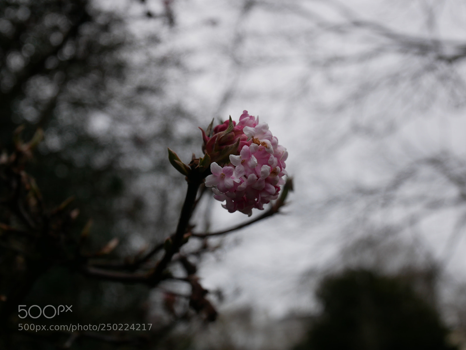 Panasonic Lumix DMC-GX85 (Lumix DMC-GX80 / Lumix DMC-GX7 Mark II) sample photo. Pittville park in cheltenham photography
