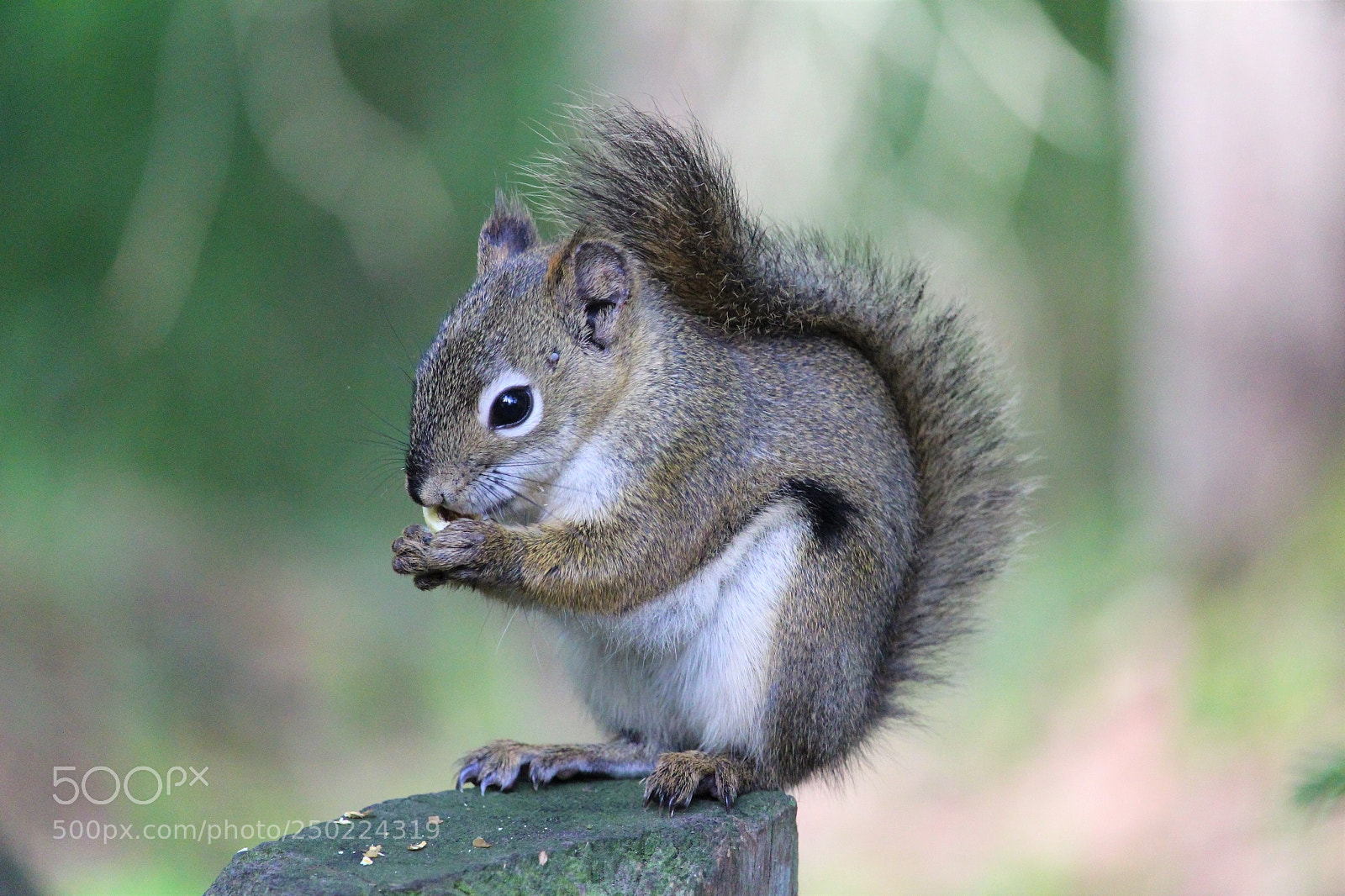 Canon EOS 1300D (EOS Rebel T6 / EOS Kiss X80) sample photo. Squirrel eating popcorn photography