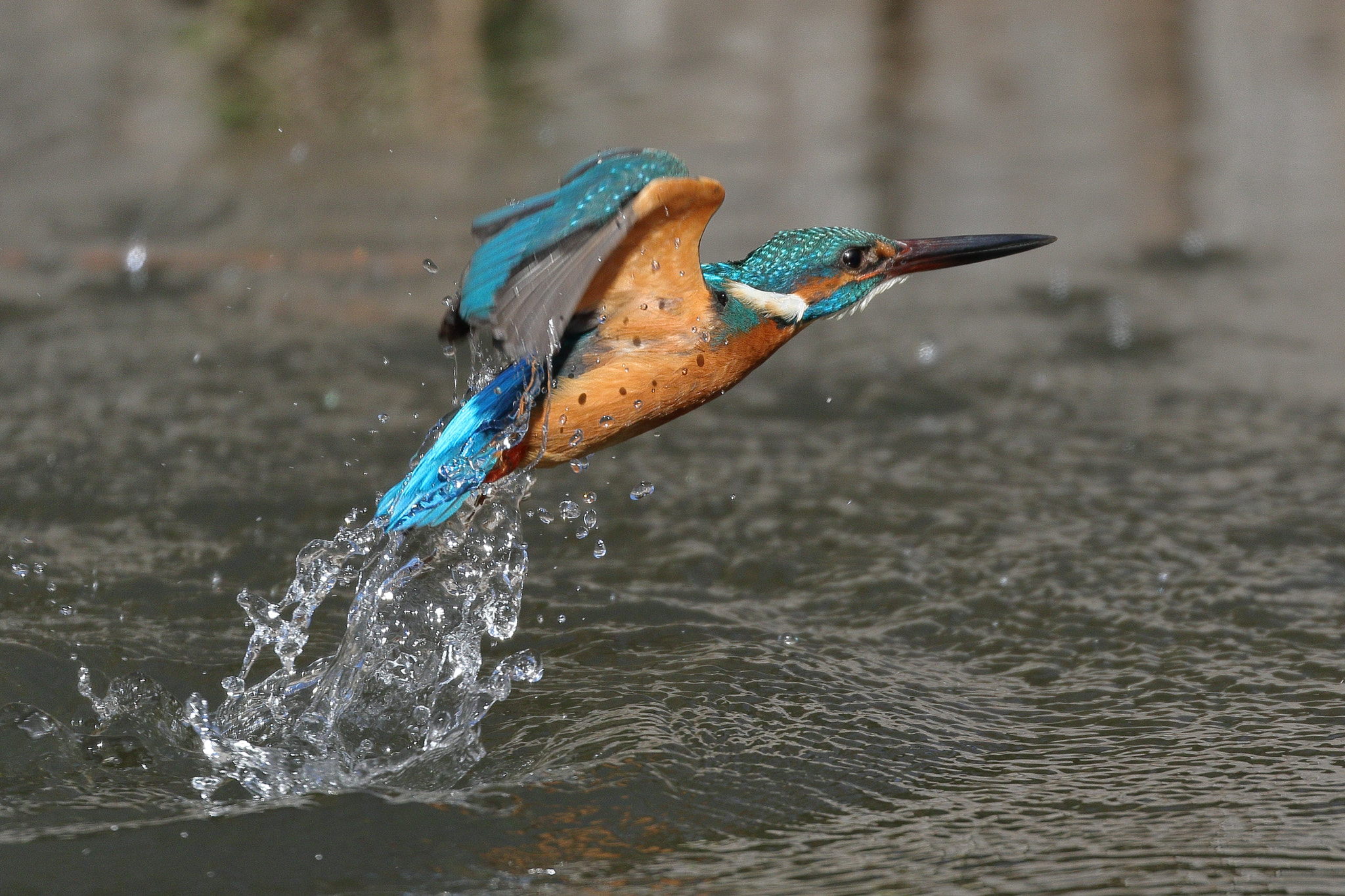 kingfisher takeoff 7I2A2153