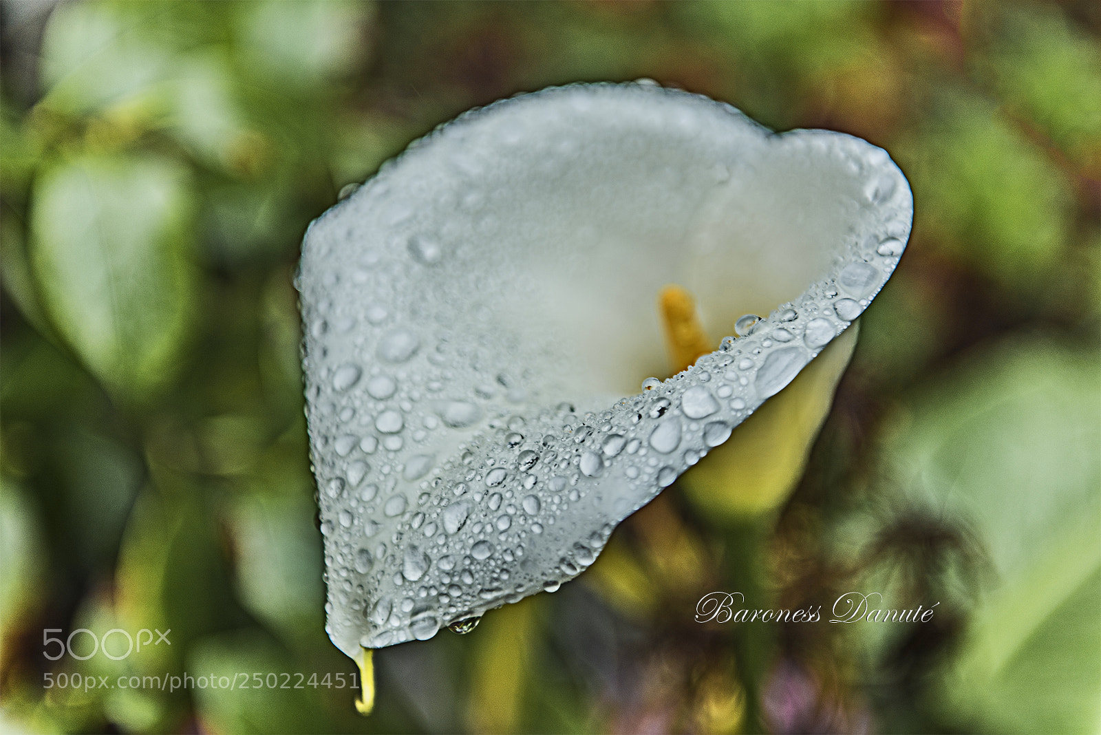 Nikon D810 sample photo. Rain bubbles photography