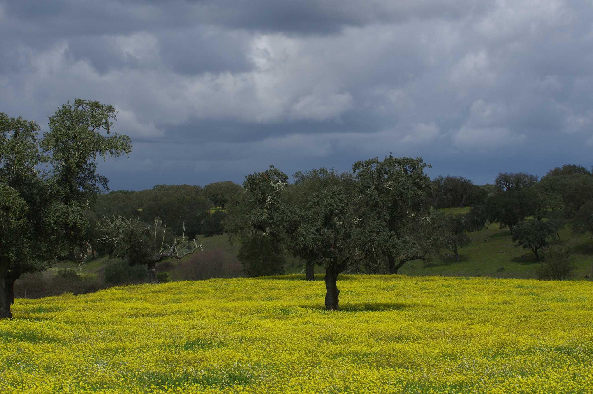 Pentax K-3 II sample photo. Spring portugal photography