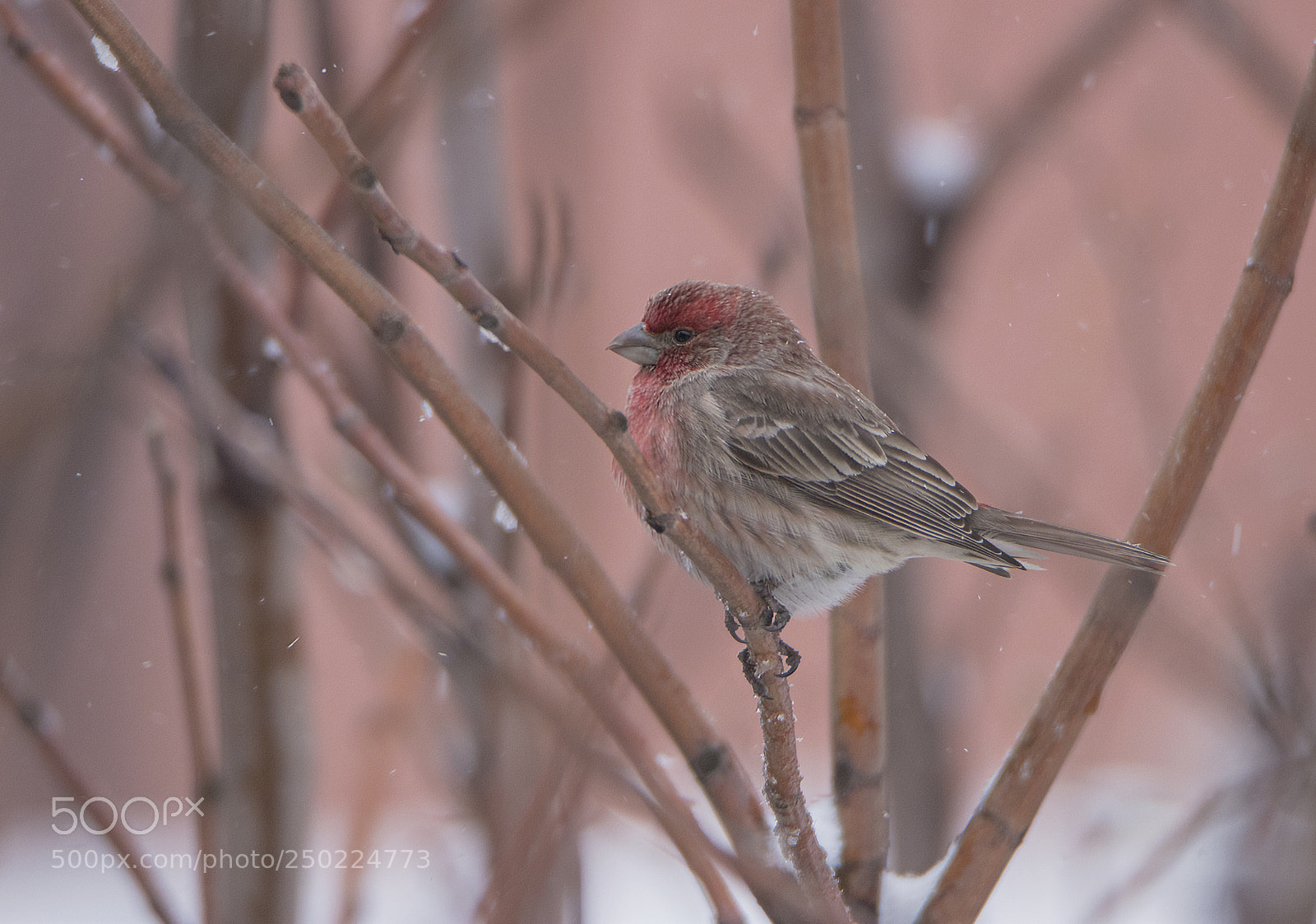 Canon EOS 80D sample photo. Purple finch male in photography