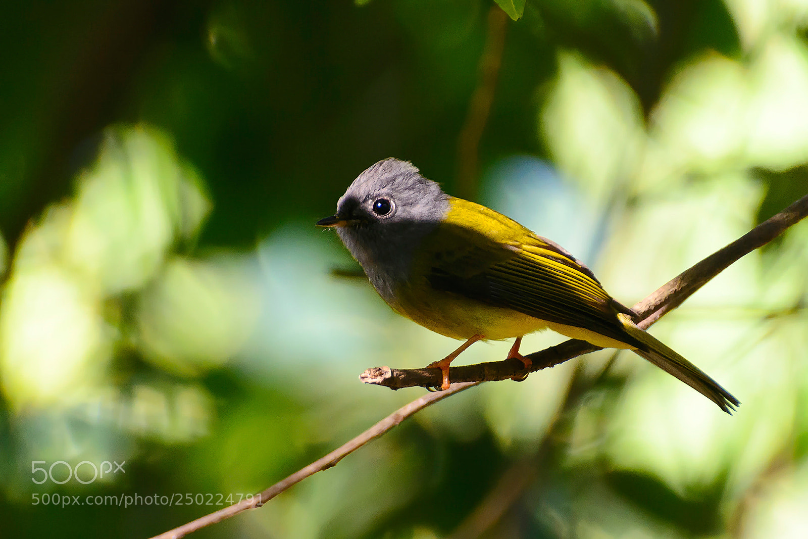 Nikon D7100 sample photo. Little bird is looking photography