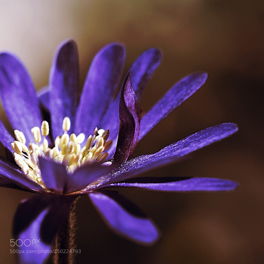 Nikon D5600 sample photo. Moody nature photography