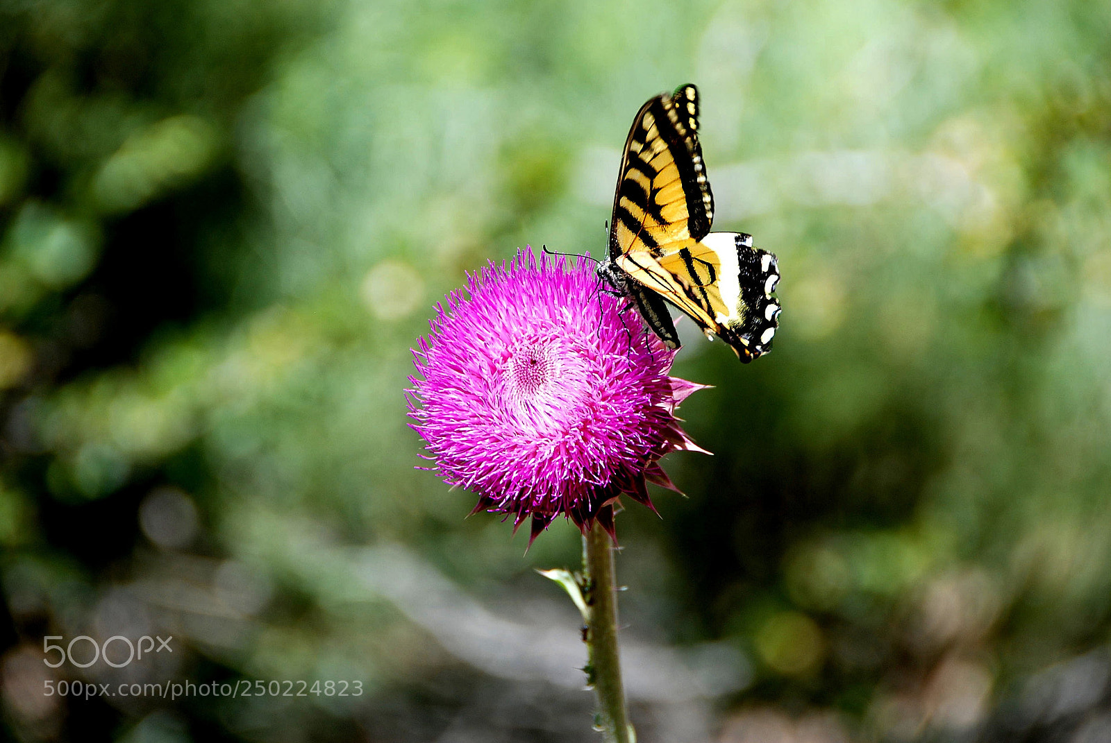 Nikon D80 sample photo. Valvidal butterfly photography