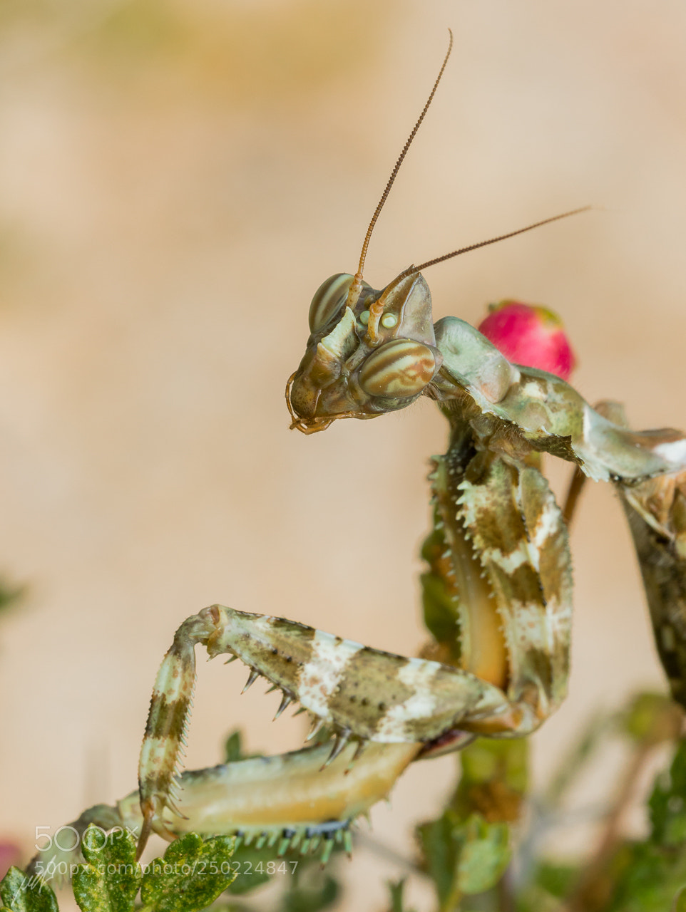 Canon EOS 7D Mark II sample photo. Blepharopsis mendica nuda photography