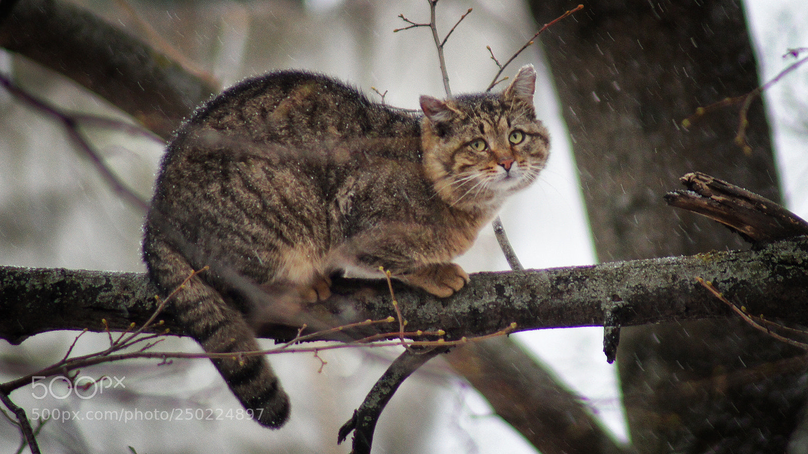 Sony SLT-A35 sample photo. Мартовский кот photography