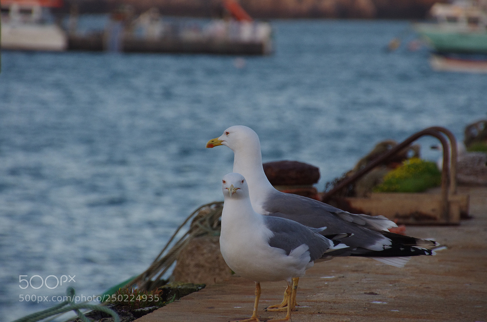 Pentax K-5 sample photo. Untitled photography