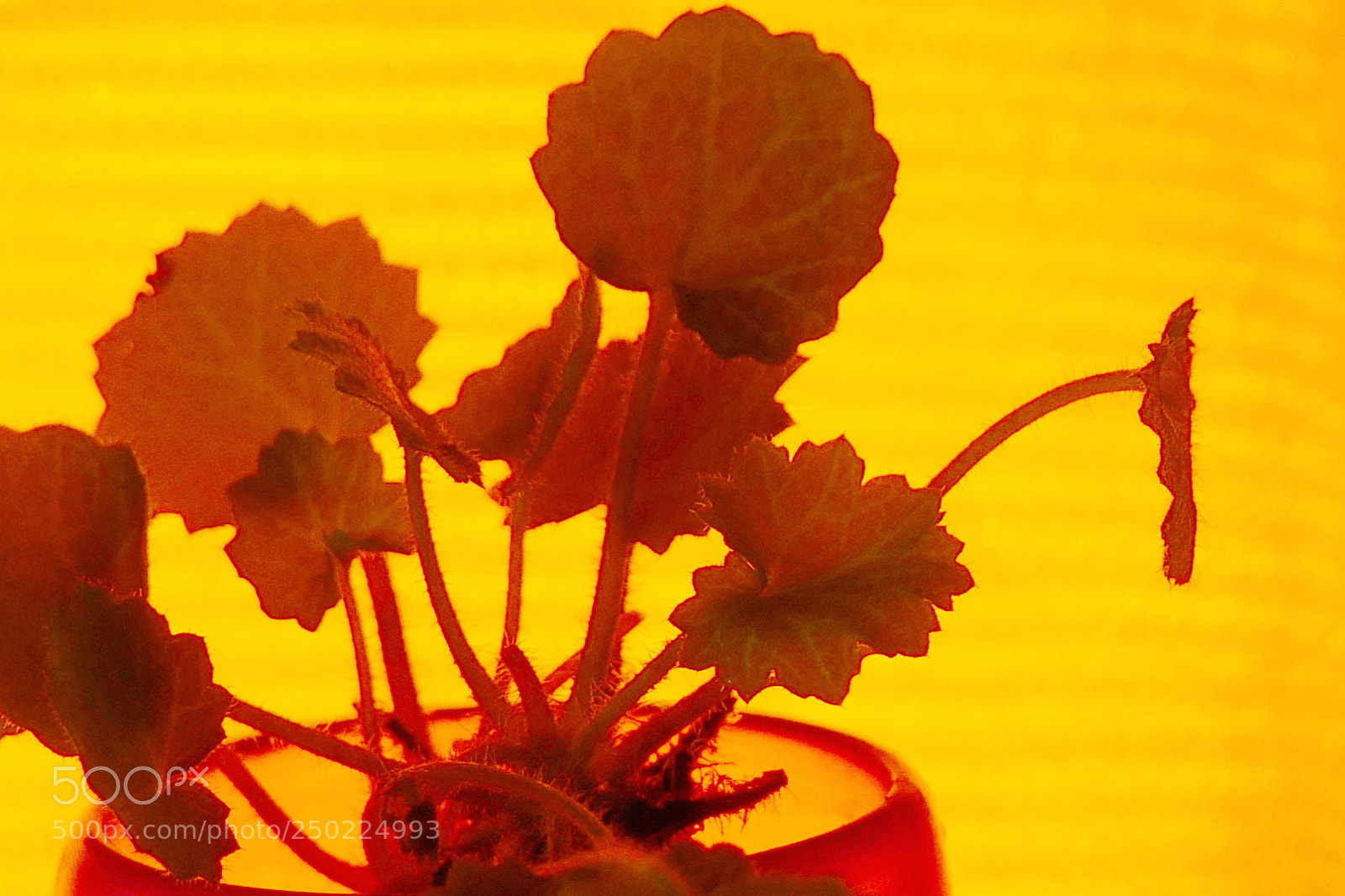 Panasonic Lumix DMC-GX8 sample photo. () photography