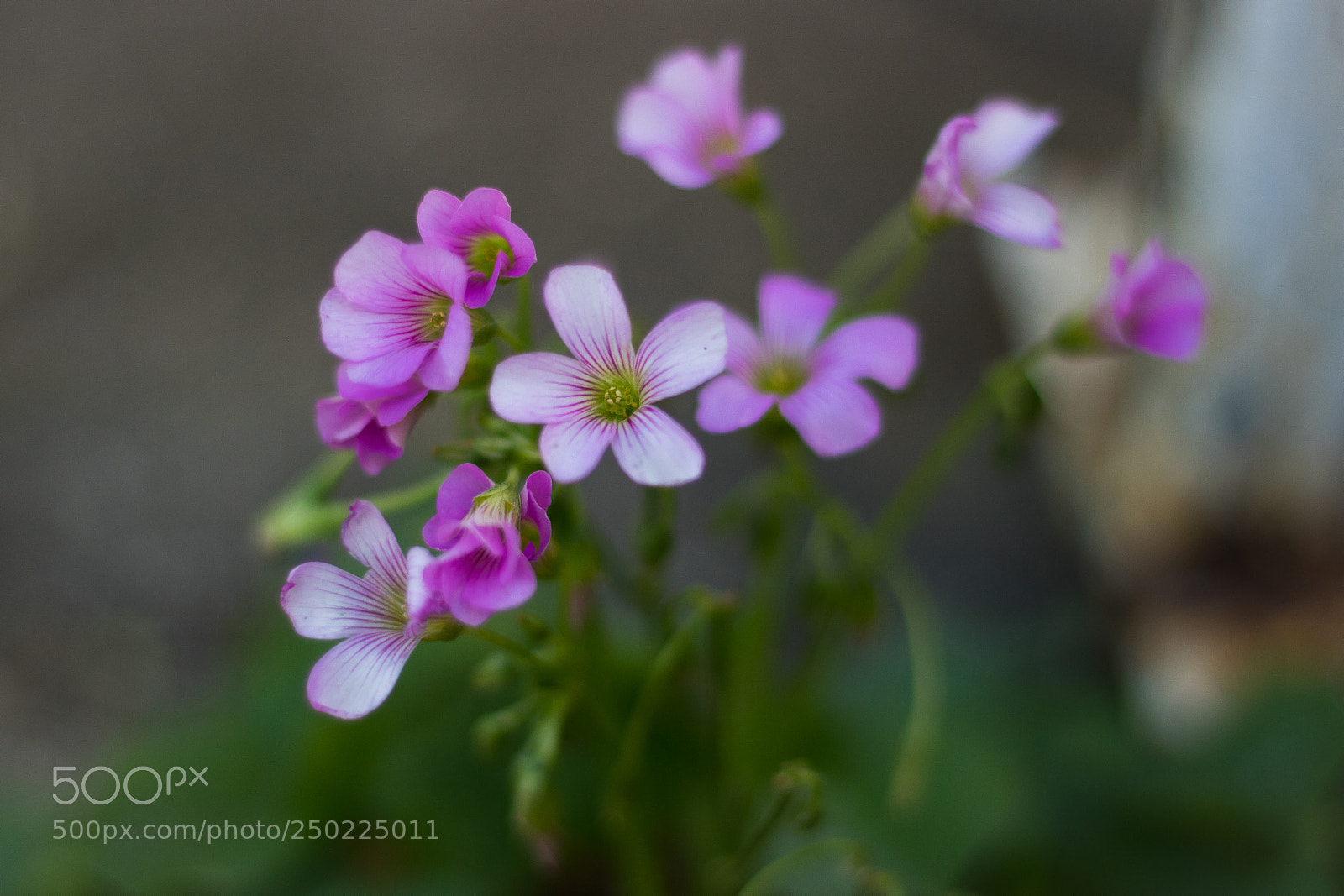 Canon EOS 750D (EOS Rebel T6i / EOS Kiss X8i) sample photo. Pink woodsorrel a very photography