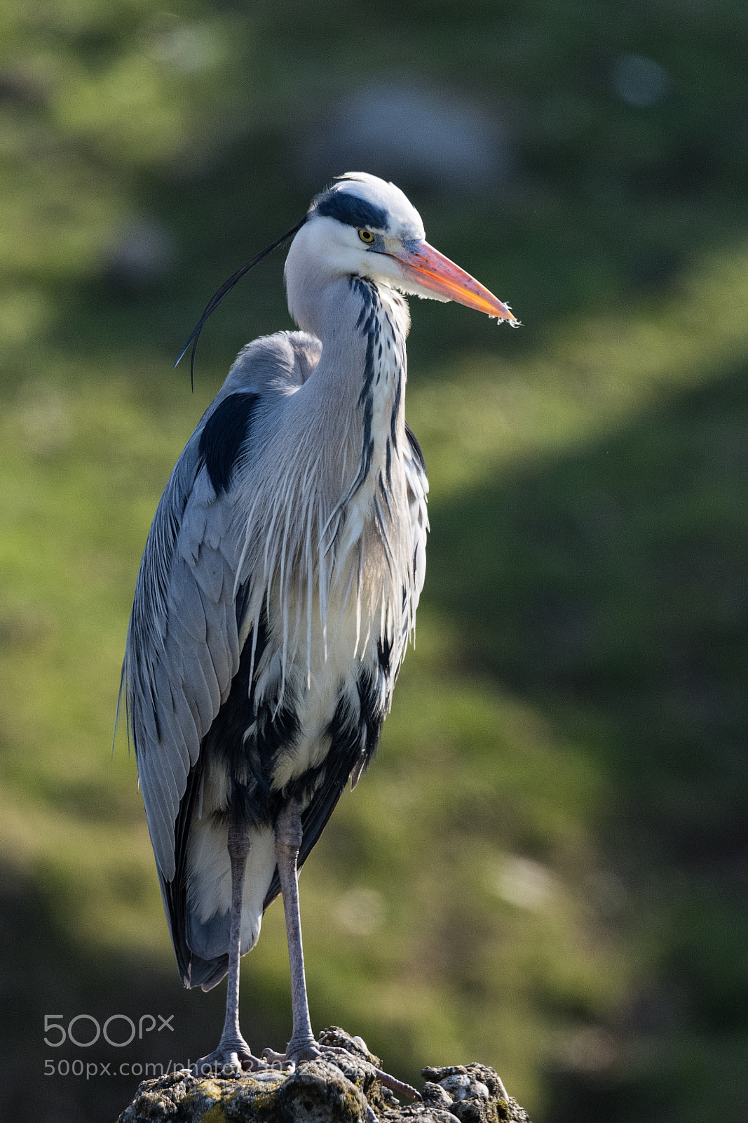 Nikon D7200 sample photo. Grey heron posing on photography