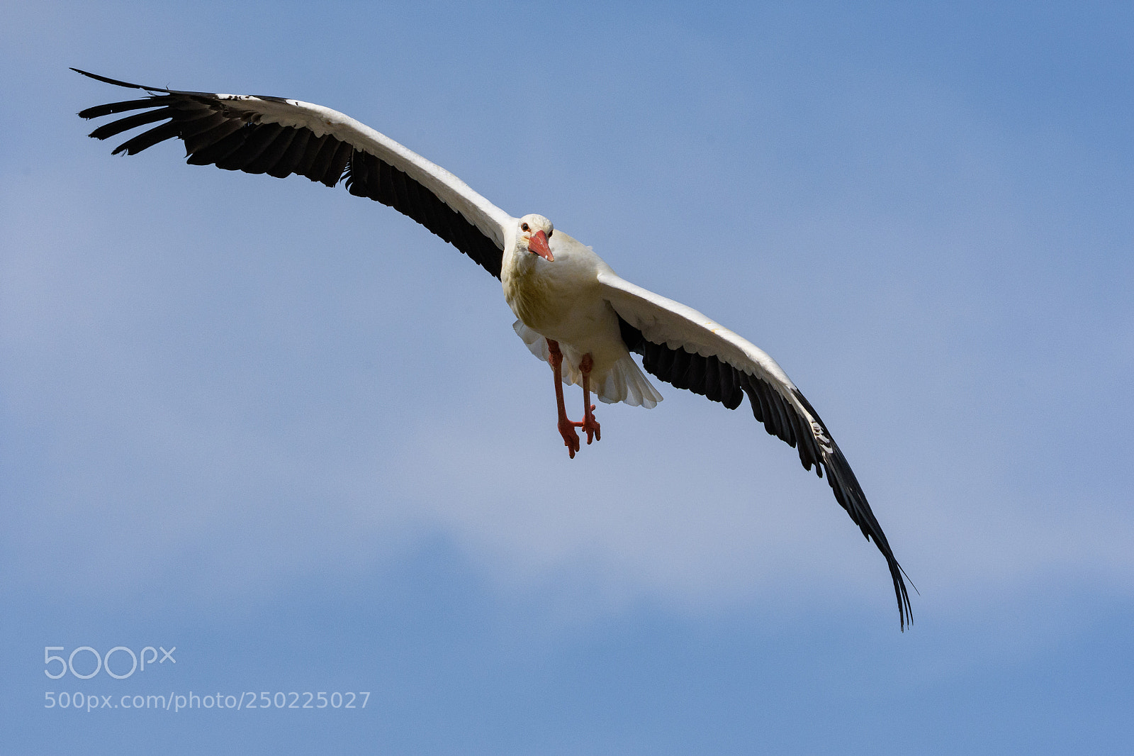 Nikon D7200 sample photo. European stork in flight photography