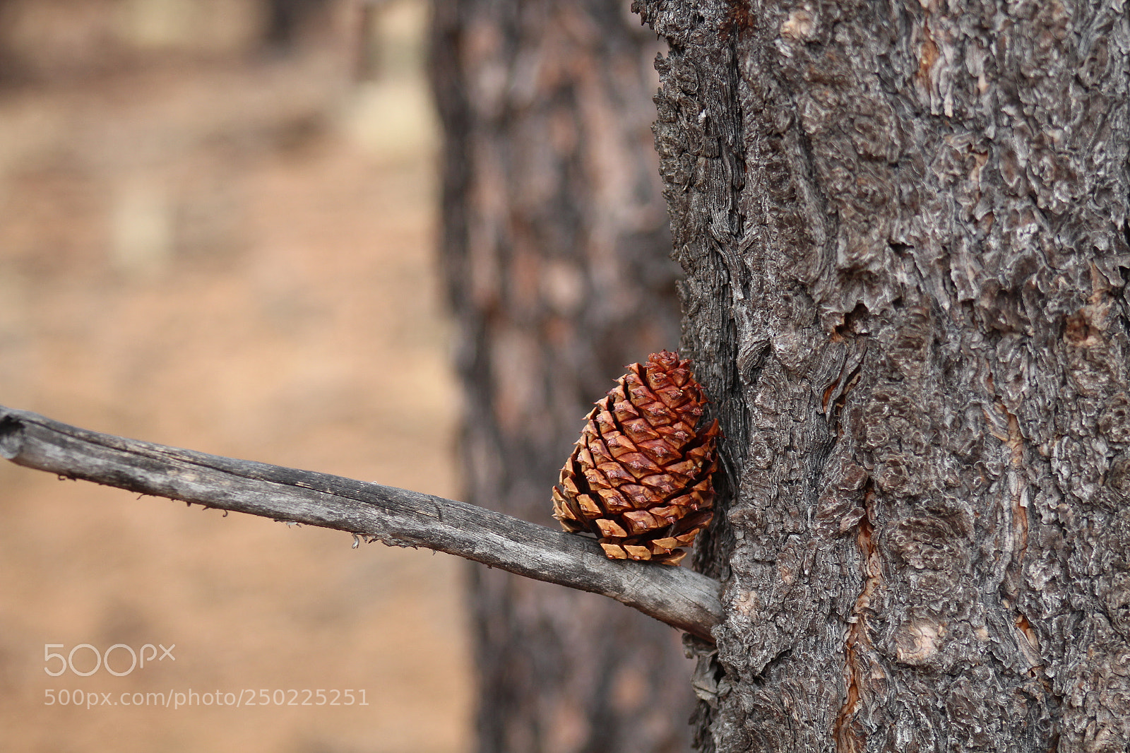 Canon EF 75-300mm f/4-5.6 sample photo. Northern arizona photography