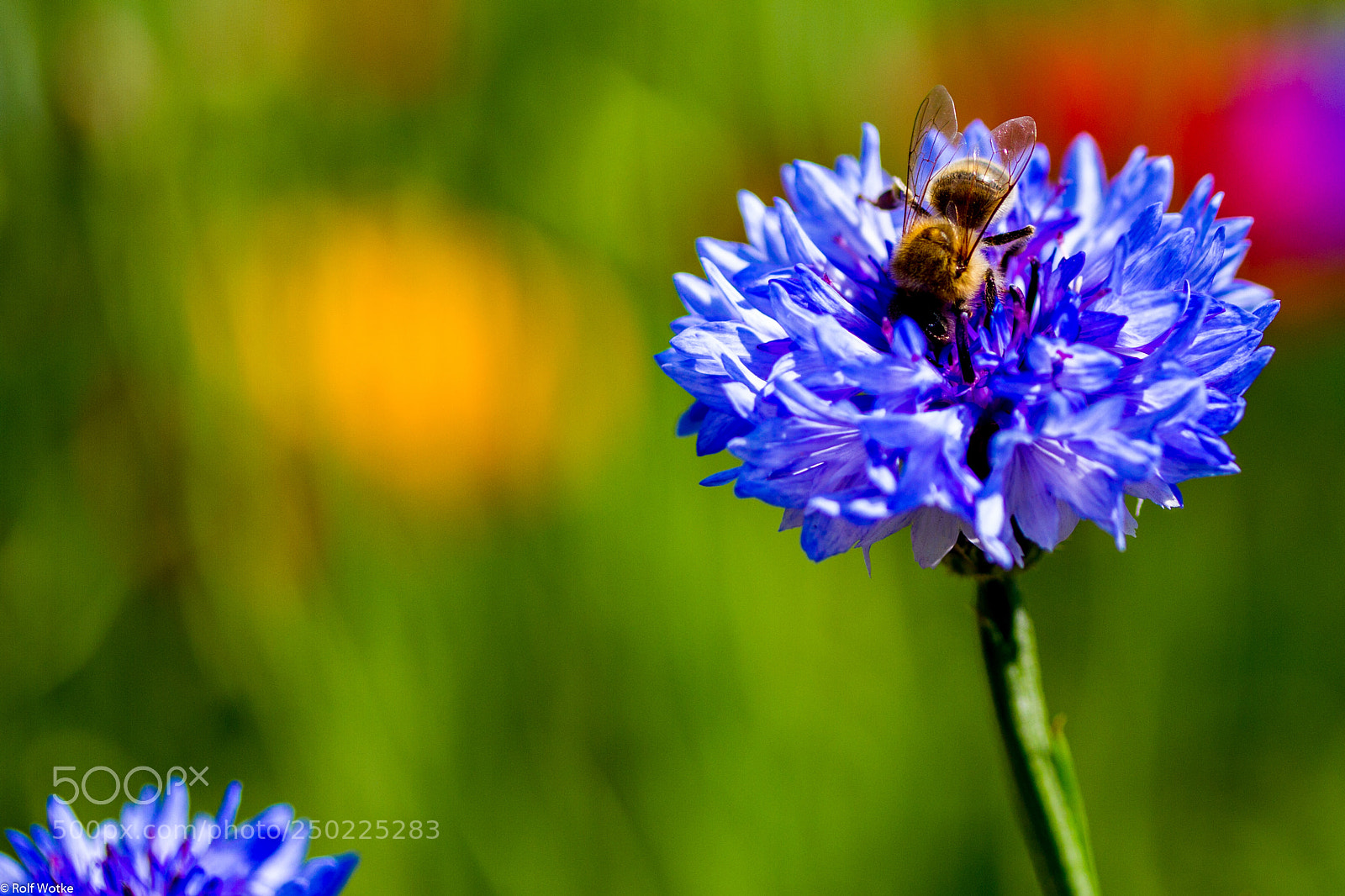 Canon EOS 7D sample photo. Biene auf kornblume photography