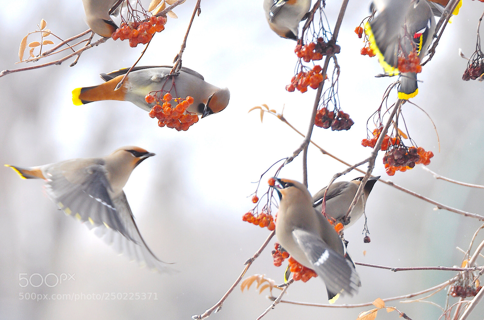 Nikon D90 sample photo. Waxwings photography