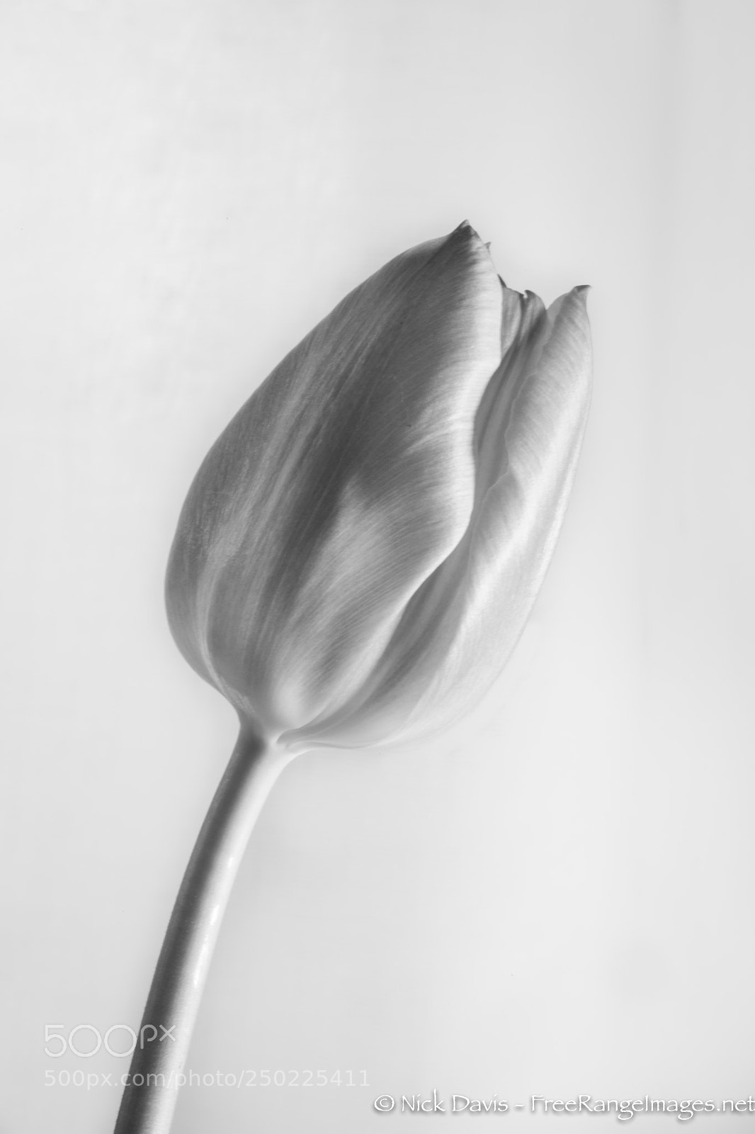 Canon EOS 5D Mark IV sample photo. Faded bloom photography