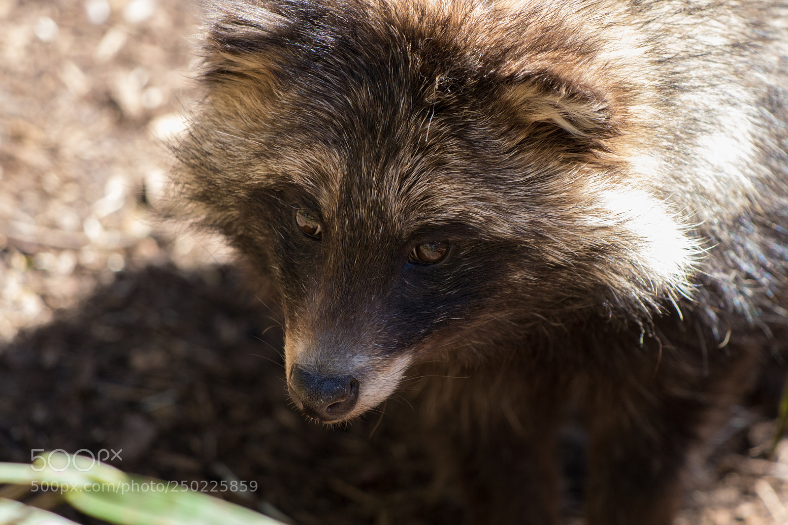 Canon EOS 80D sample photo. Tanuki (raccoon dog) photography