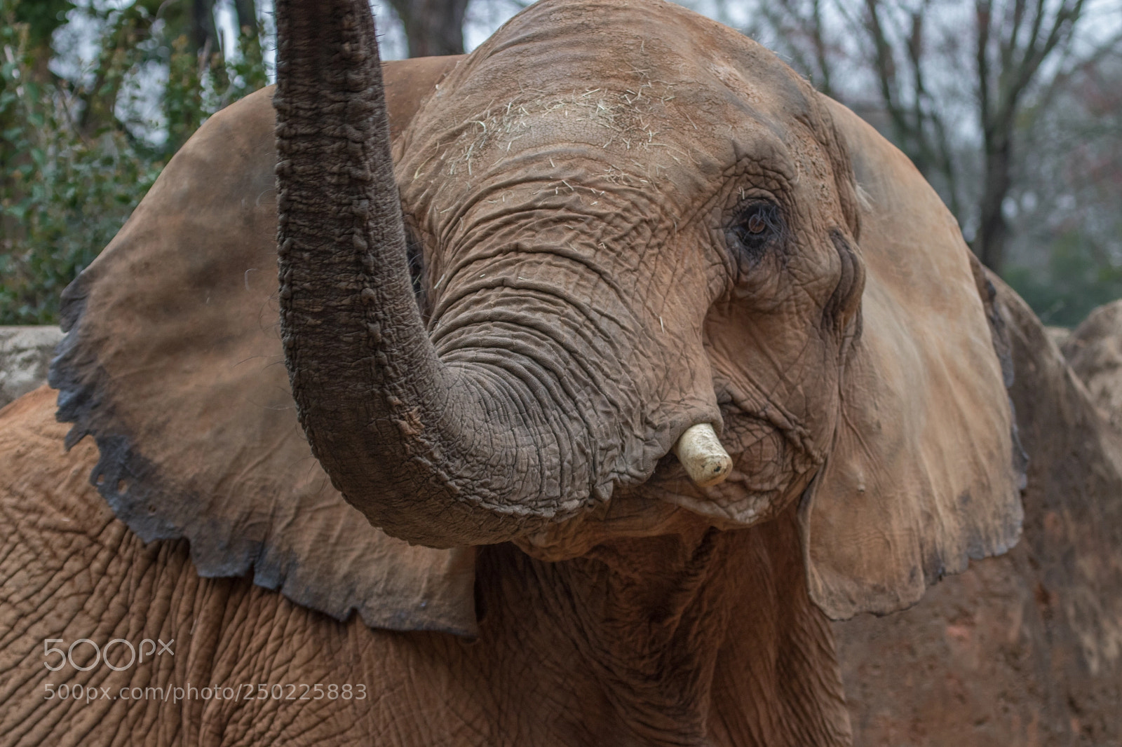 Canon EOS 80D sample photo. Elephant trumpeting photography