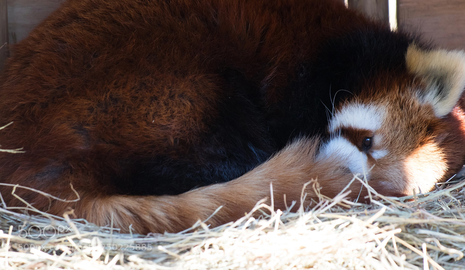 Canon EOS 80D sample photo. Sleeping red panda photography