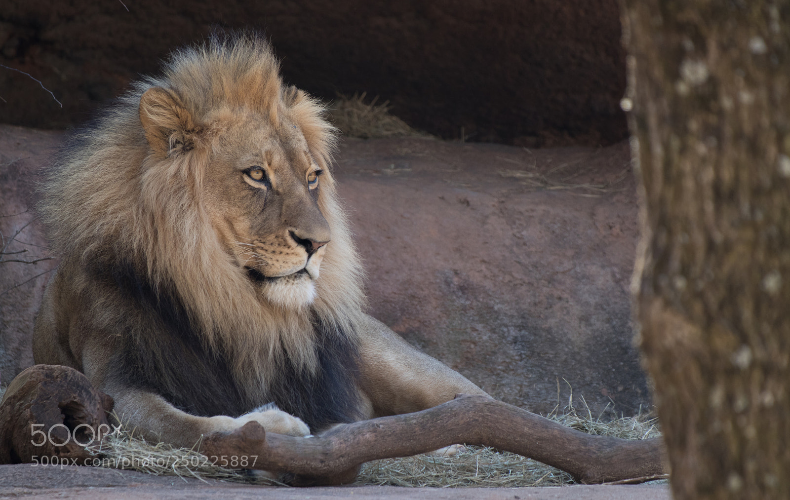 Canon EOS 80D sample photo. Darkest mane photography