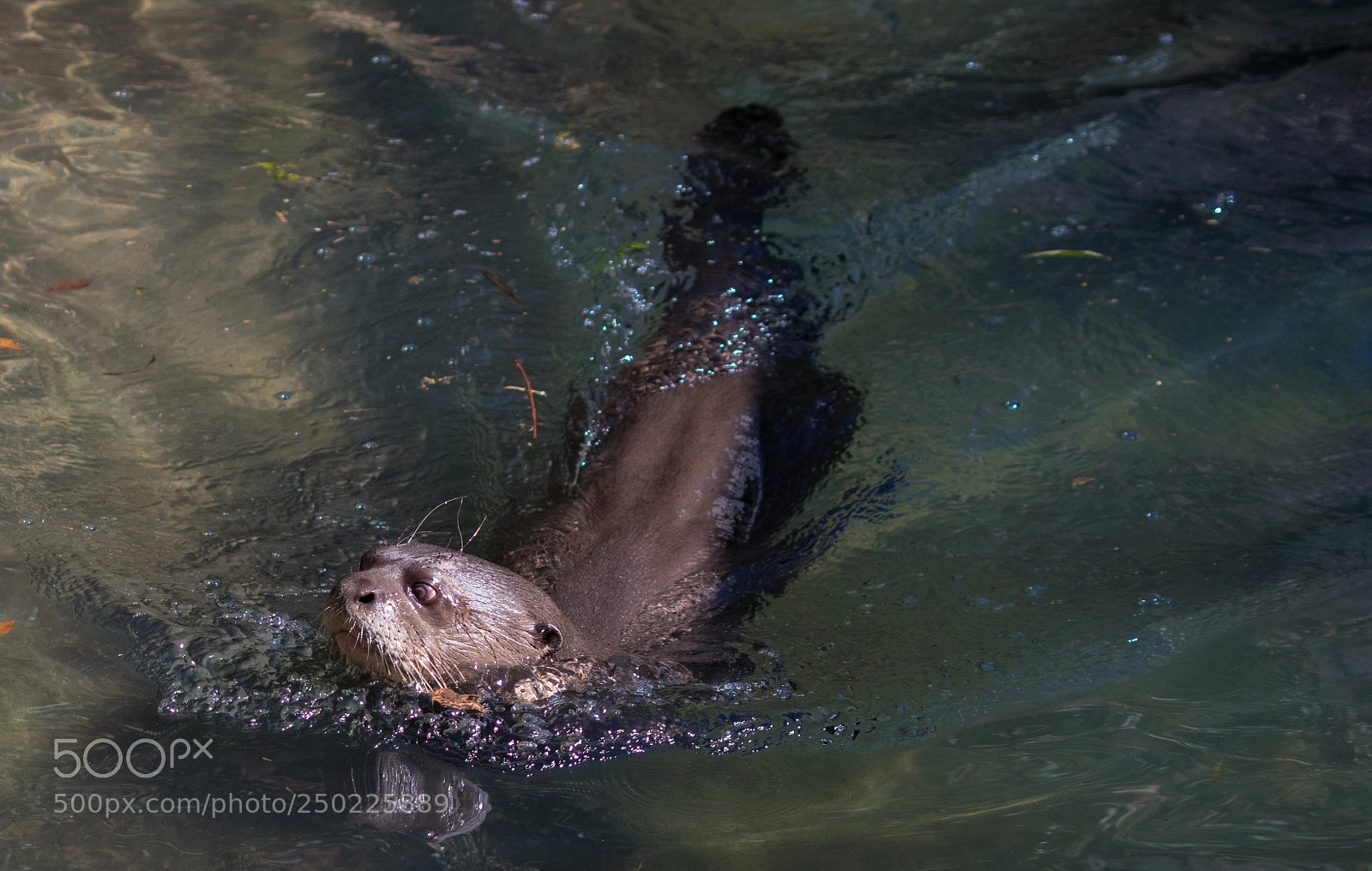 Canon EOS 80D sample photo. Swimming giant otter photography