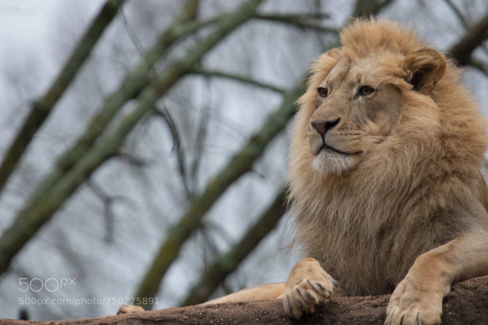 Canon EOS 80D sample photo. Relaxed lion photography