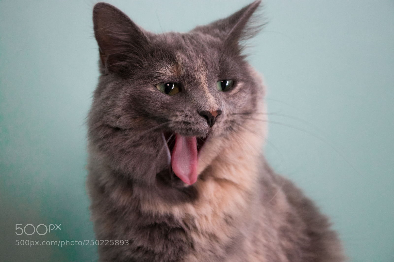 Canon EOS 80D sample photo. Cat yawning photography