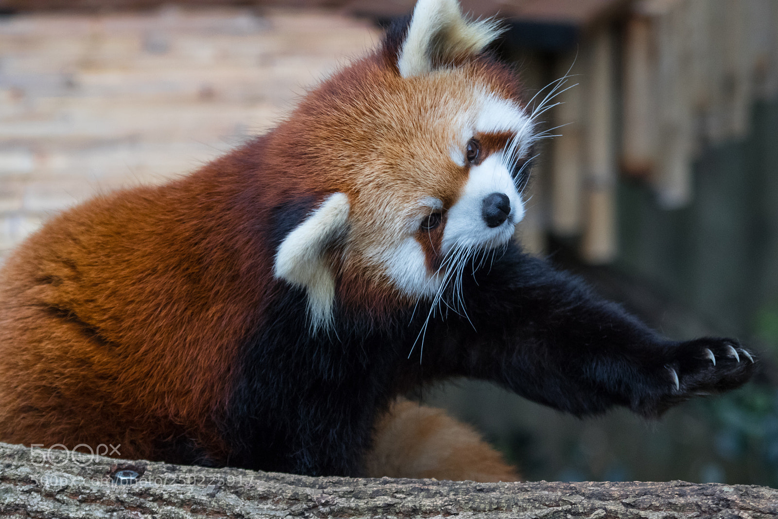 Canon EOS 80D sample photo. Red panda photography