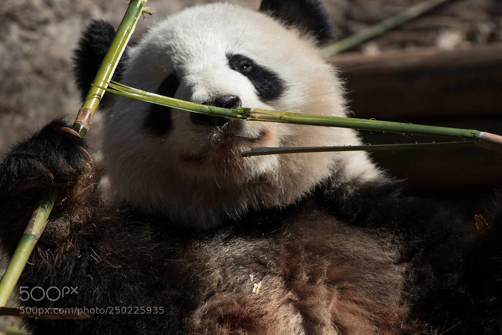Canon EOS 80D sample photo. Panda picking bamboo photography