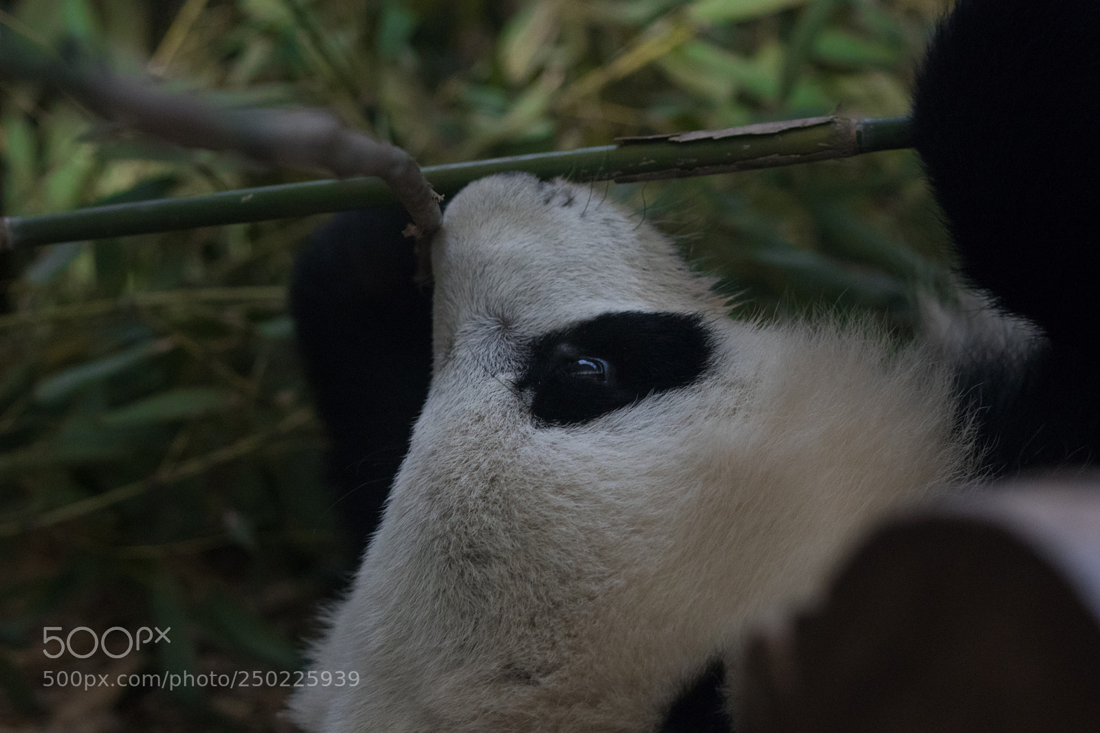 Canon EOS 80D sample photo. Panda cub photography