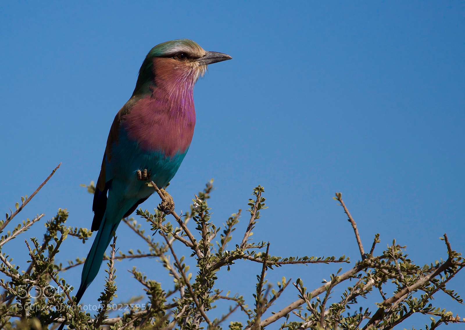 Canon EOS 1200D (EOS Rebel T5 / EOS Kiss X70 / EOS Hi) sample photo. Lilac-breasted roller photography