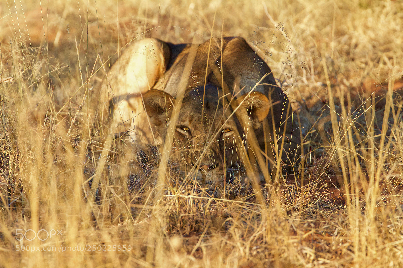 Canon EOS 1200D (EOS Rebel T5 / EOS Kiss X70 / EOS Hi) sample photo. Lioness photography