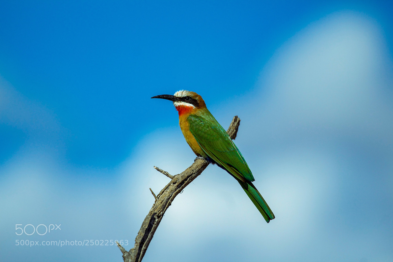 Canon EOS 1200D (EOS Rebel T5 / EOS Kiss X70 / EOS Hi) sample photo. White-fronted bee-eater photography