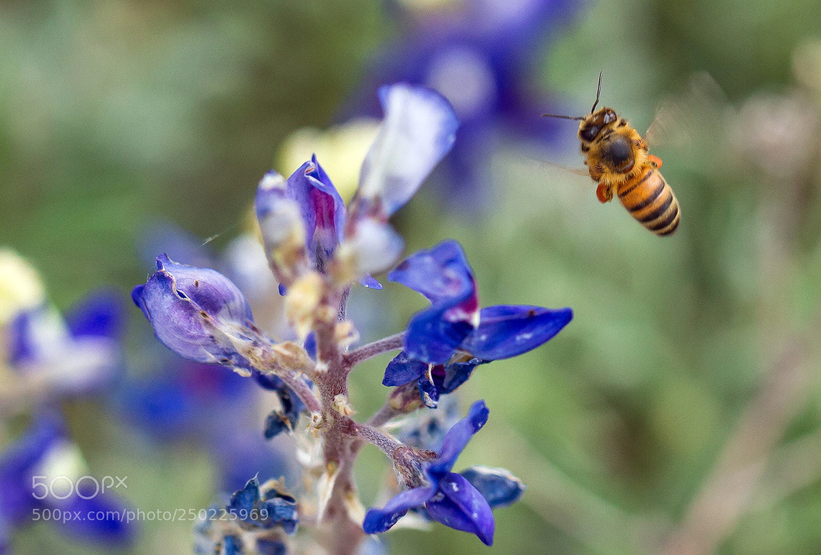 Canon EOS 7D sample photo. Blue bonnet and flying photography