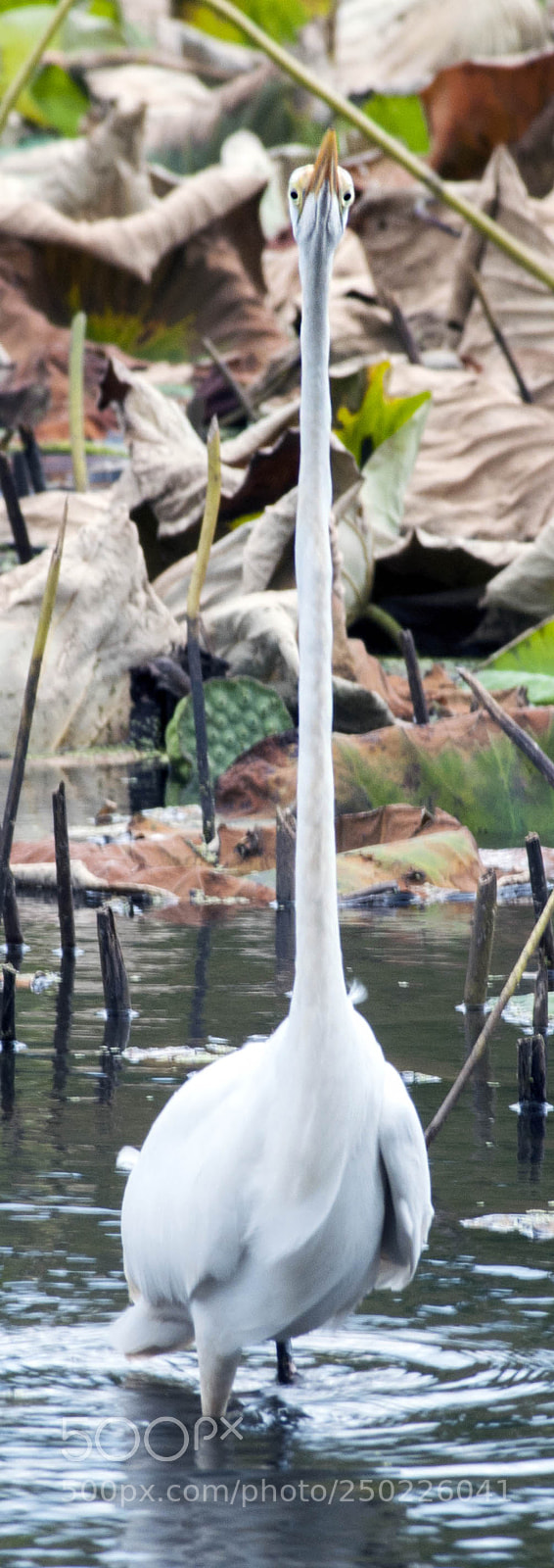 Nikon D300 sample photo. Strange behavior photography