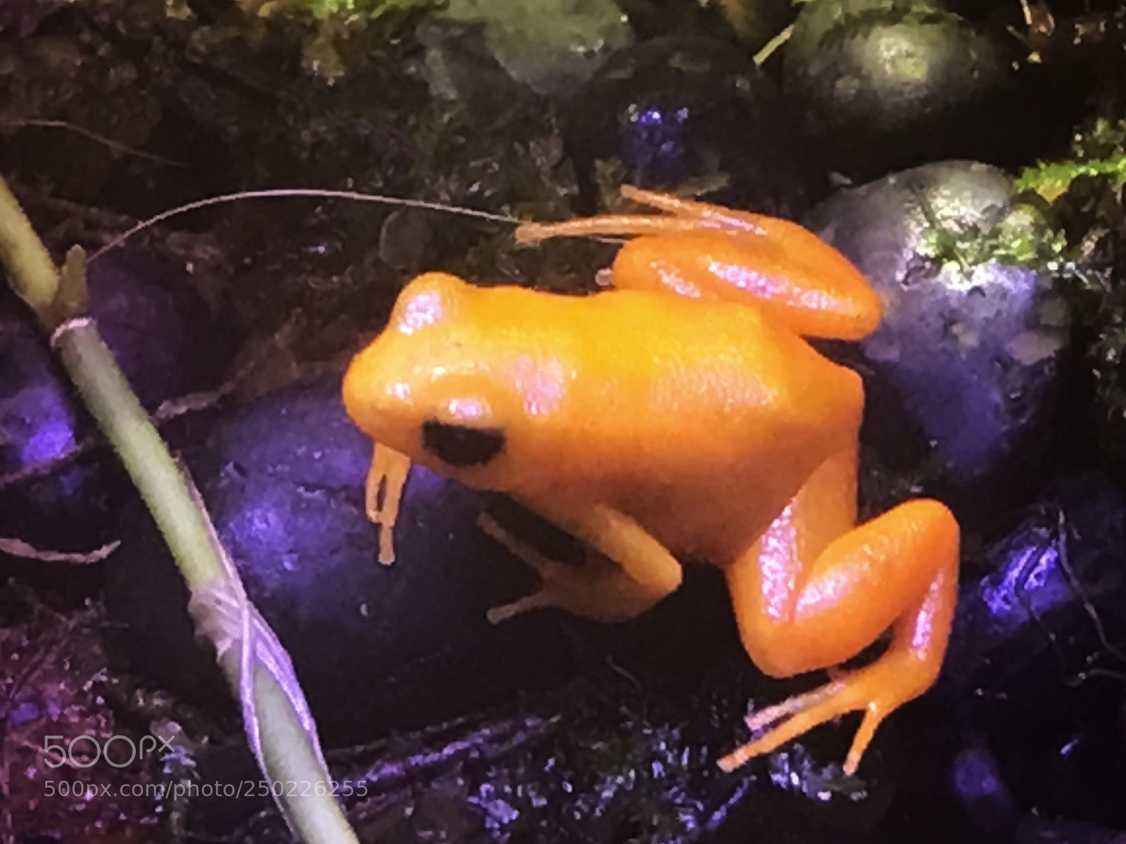 Apple iPhone 7 sample photo. Golden mantella photography