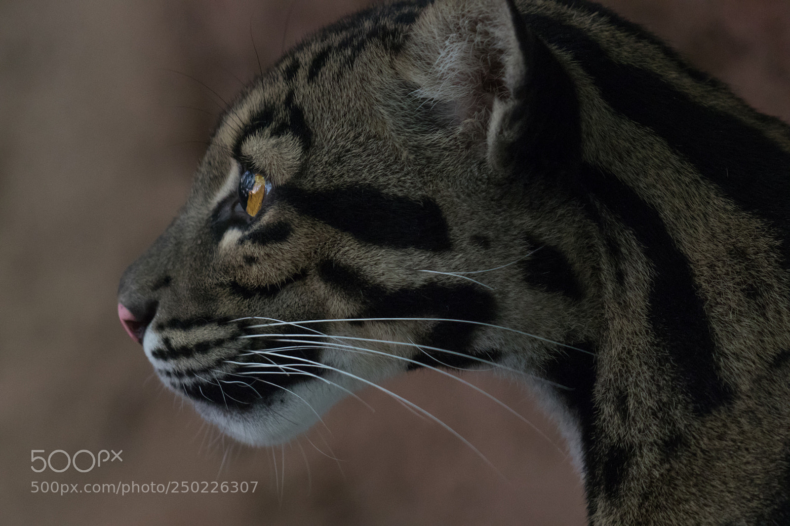 Canon EOS 80D sample photo. Clouded leopard photography