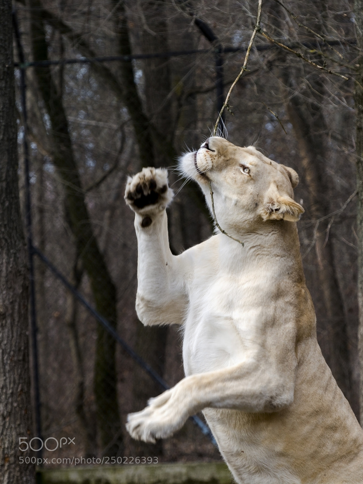 Nikon D7100 sample photo. White lion plays photography