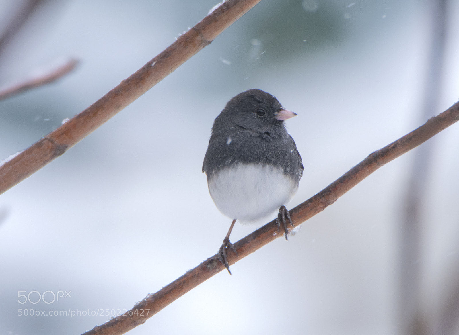 Canon EOS 80D sample photo. Junco on a snowy photography