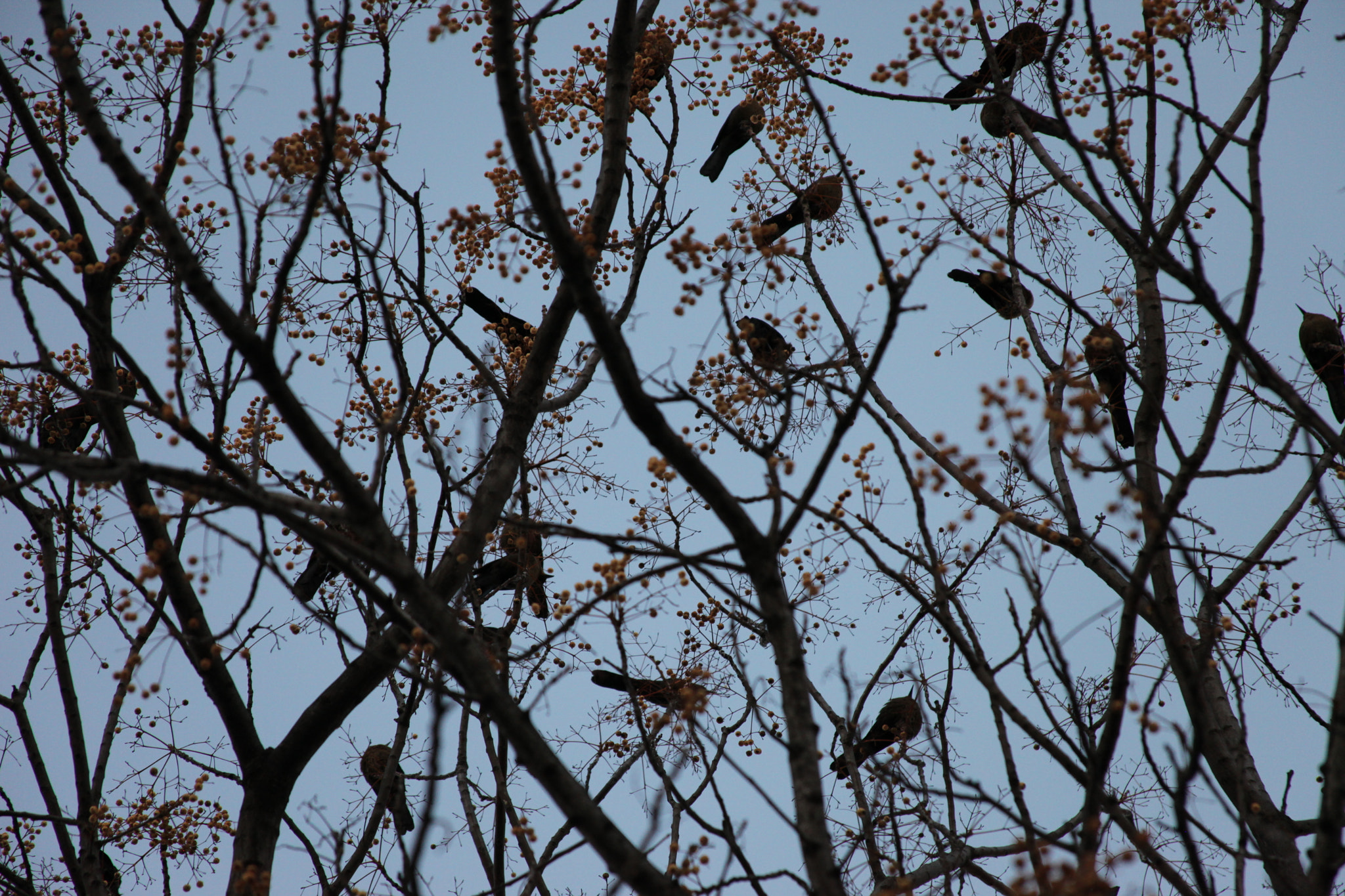 Canon EF 28-135mm F3.5-5.6 IS USM sample photo. The birds photography