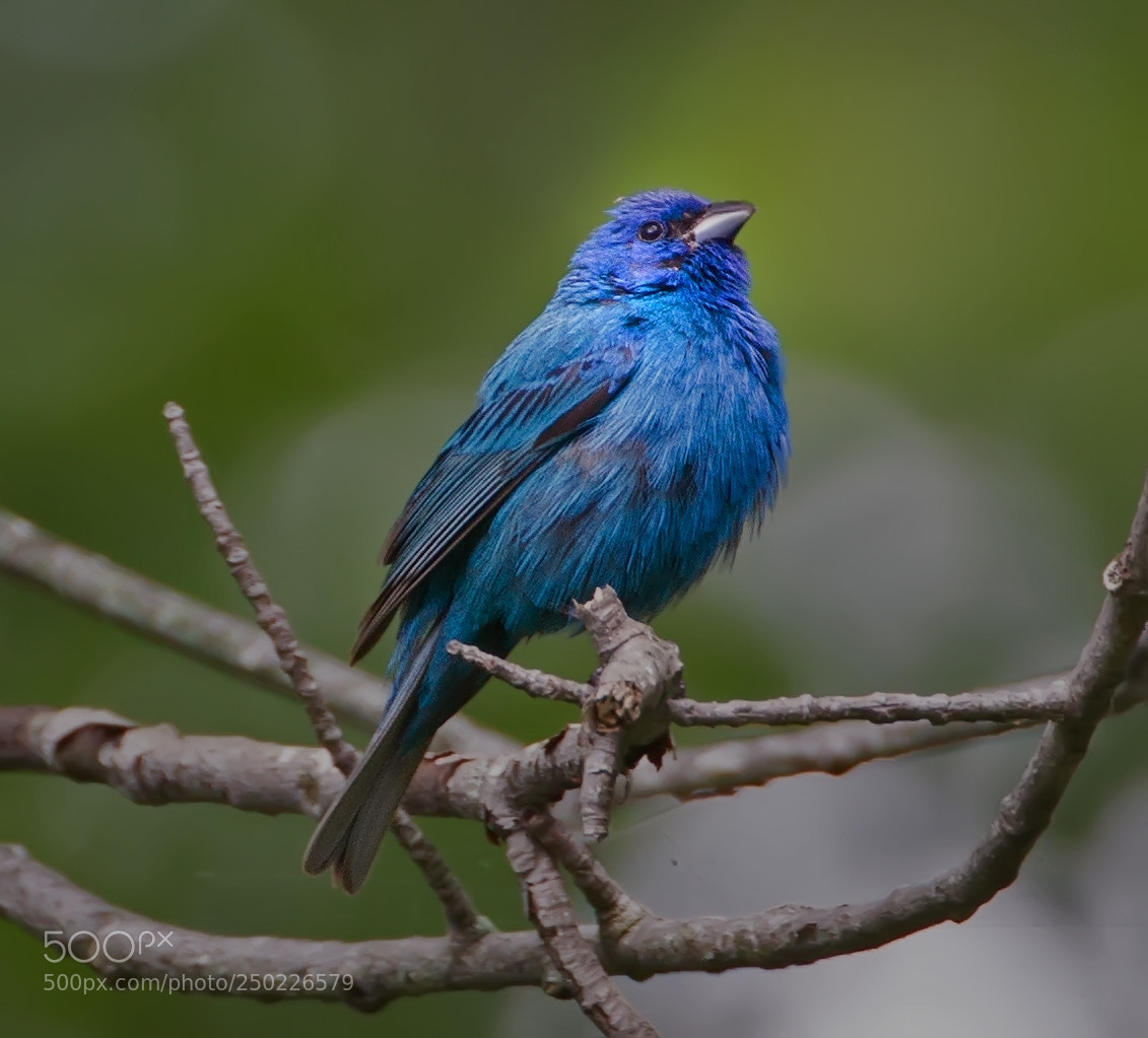 Canon EOS-1D Mark IV sample photo. Indigo bunting 9439 photography