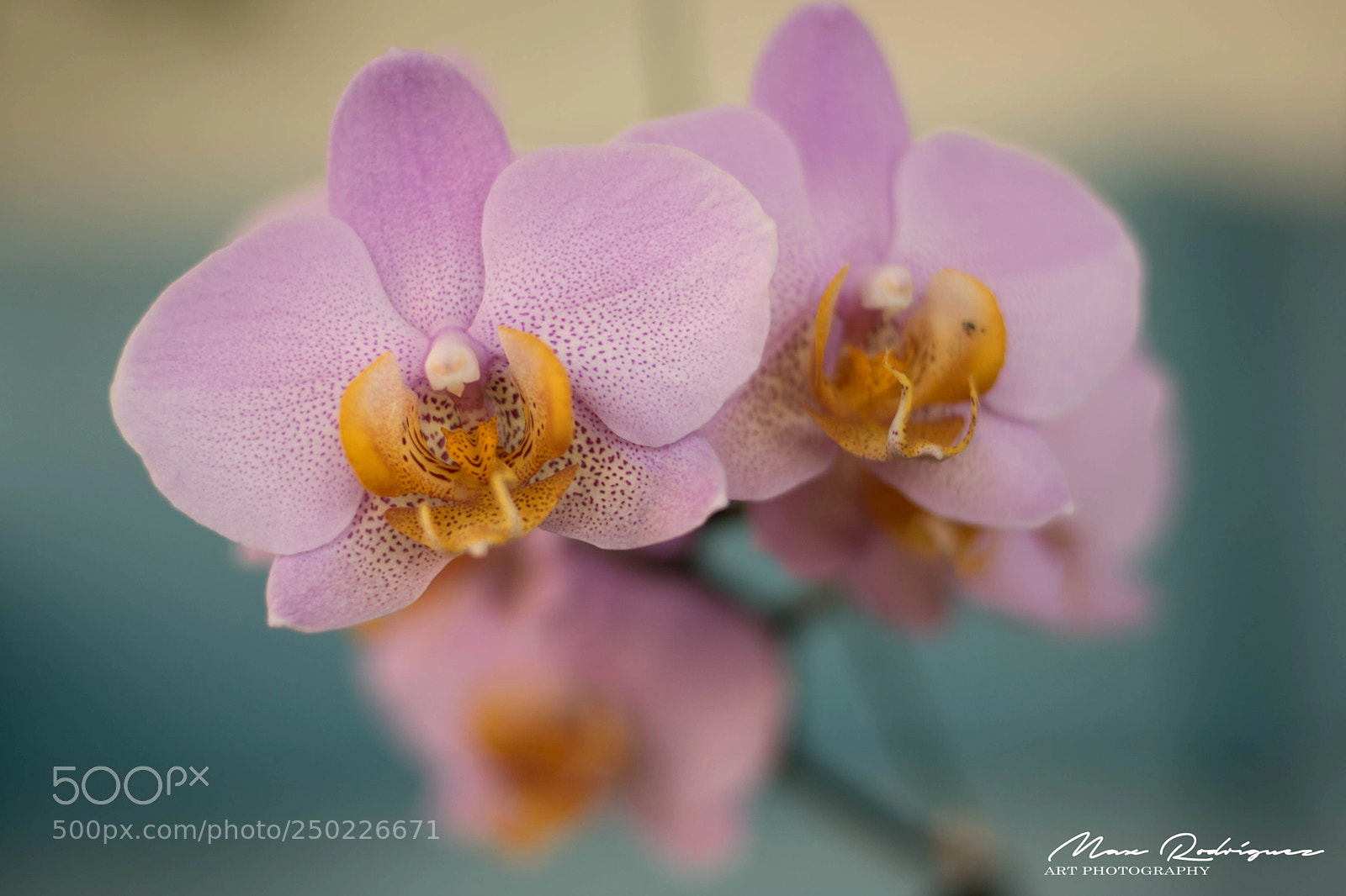 Nikon D3300 sample photo. Orchidees photography