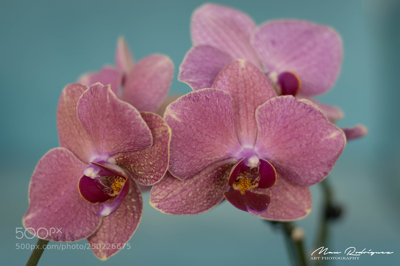 Nikon D3300 sample photo. Orchid photography