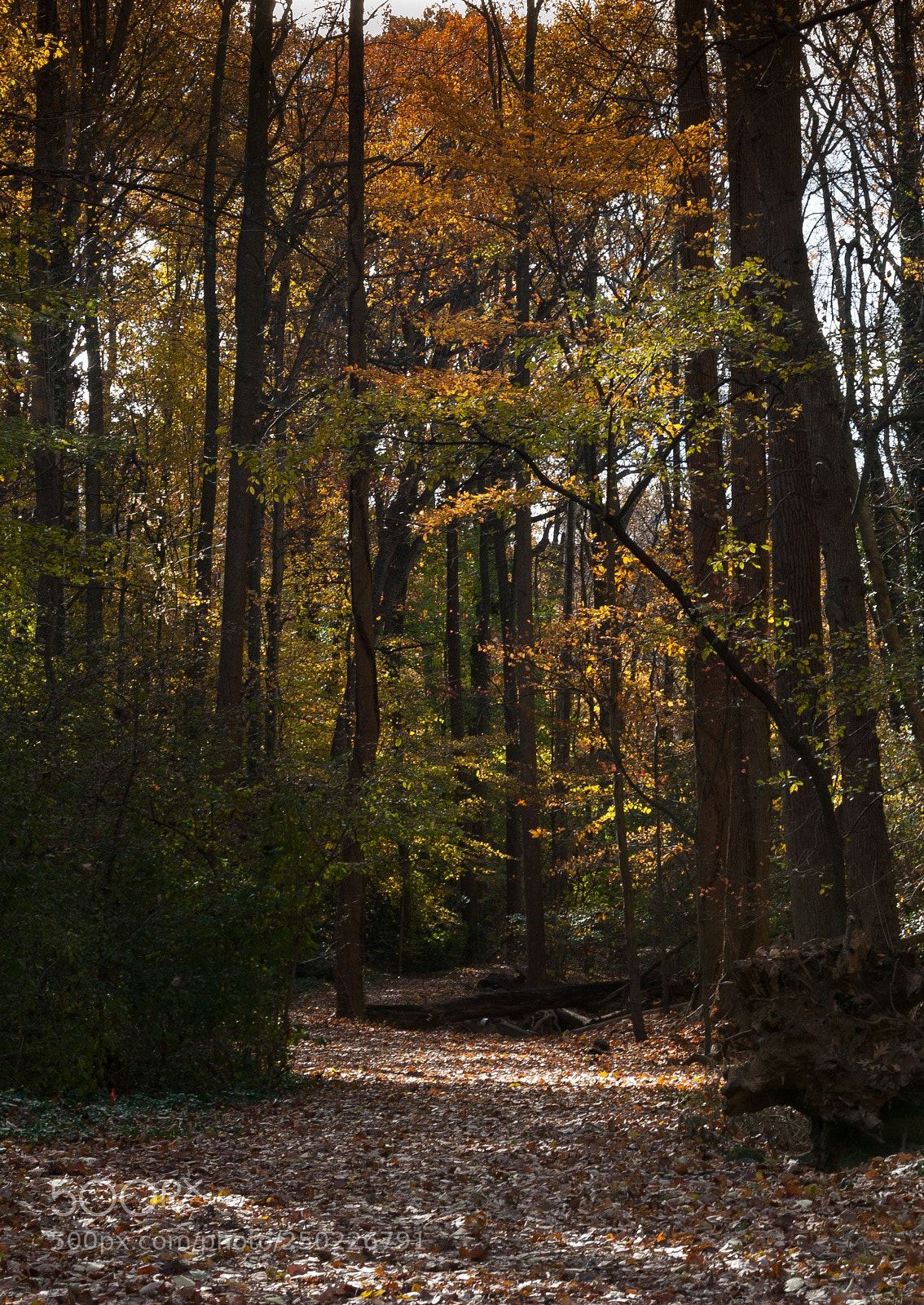 Nikon D60 sample photo. Fall light photography