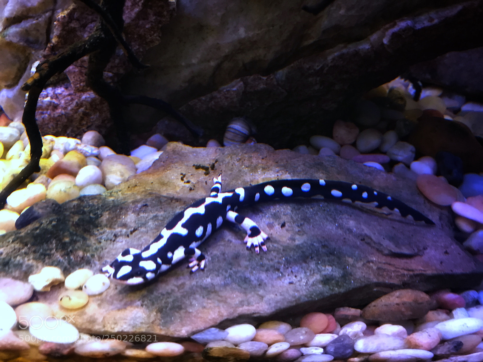 Apple iPhone 7 sample photo. Kaiser's spotted newt photography